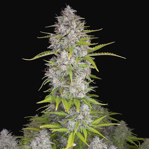 Fast Buds - Orange Sherbet Auto