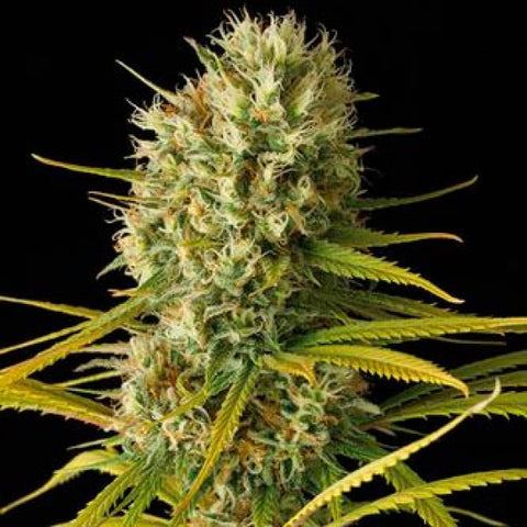 Dinafem - Original Amnesia - The JuicyJoint