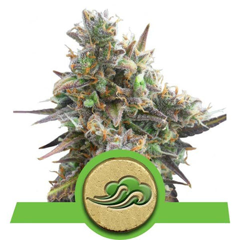 Royal Queen Seeds - Bluematic - The JuicyJoint
