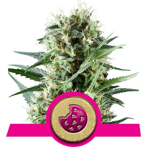 Royal Queen Seeds - Royal Cookies - The JuicyJoint