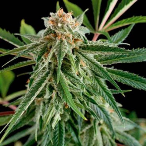 Dinafem - Royale Haze - The JuicyJoint