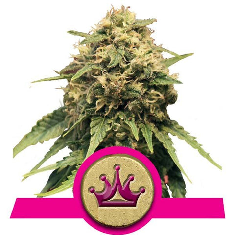 Royal Queen Seeds - Special Queen #1 - The JuicyJoint