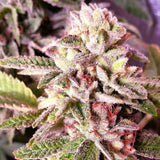 Holy Smoke Seeds - Strawberry Dawg Pound