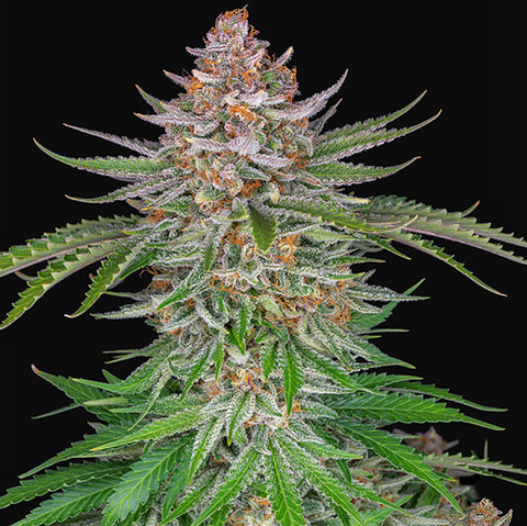 Fast Buds - Strawberry Pie Auto