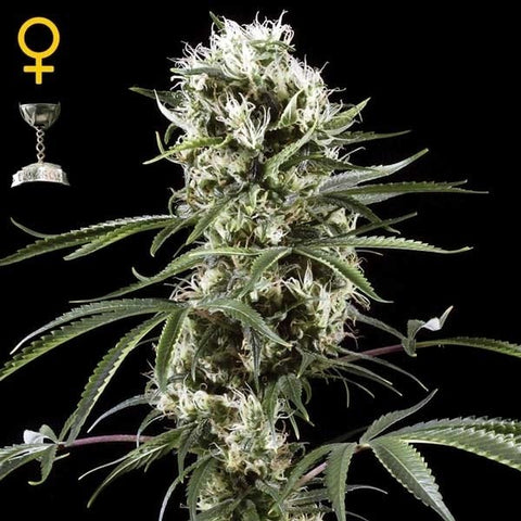 Green House Seeds - Super Lemon Haze - The JuicyJoint