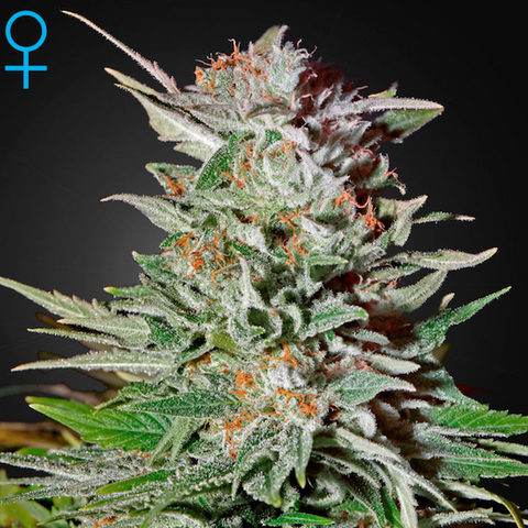 SALE!! Green House Seeds - Super Lemon Haze Auto