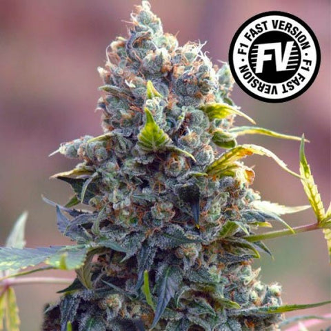 Sweet Seeds - Sweet Cheese Fast