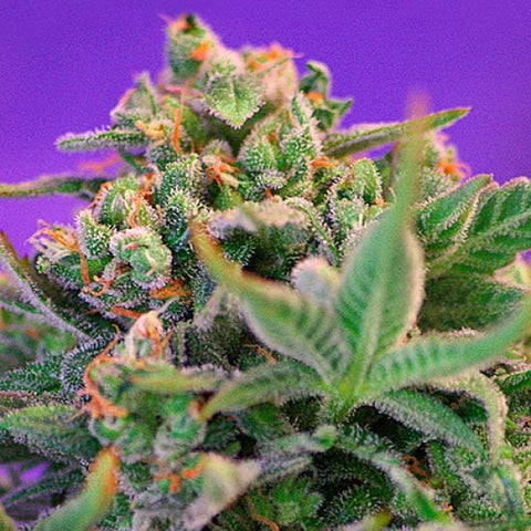 Sweet Seeds - Sweet Cheese