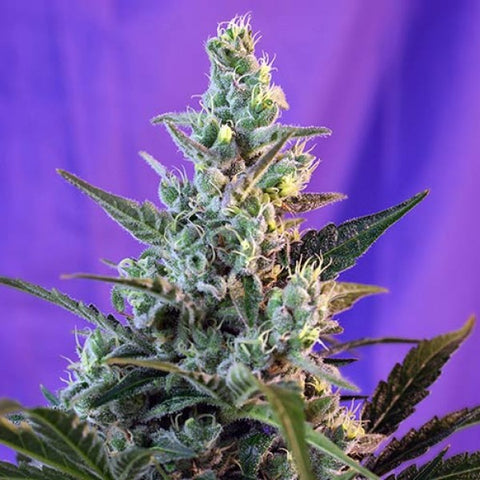 Sweet Seeds - Sweet Skunk Fast