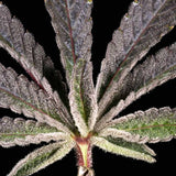 Archive Seedbank - Prodigy - Regular Seeds