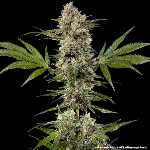 Barneys Farm Seeds - Banana Runtz F1