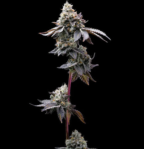 Barneys Farm Seeds - GMO Cookies