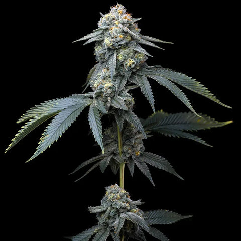 Barneys Farm Seeds - Jealousy