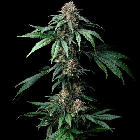 Barneys Farm Seeds - Mendo Breath