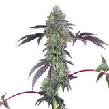 Grounded Genetics - Blucci OG  7pk + FREE Permanent Fresca 4pk
