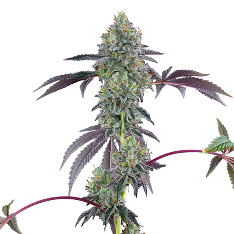 Grounded Genetics - Blucci OG  7pk + FREE Permanent Fresca 4pk