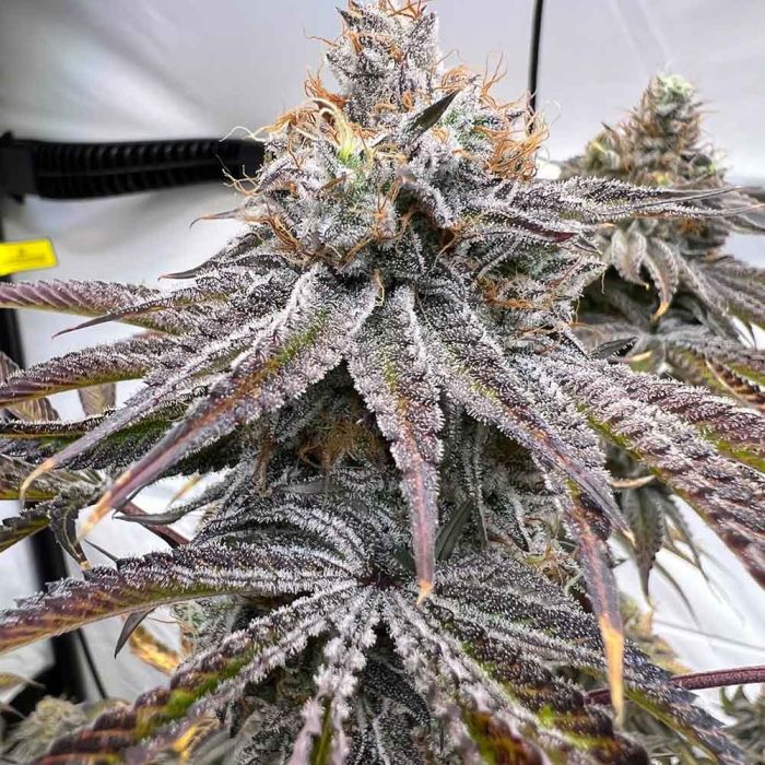 Conscious Genetics - Zapplez 2.0 – The JuicyJoint