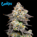 Cookies Seed Bank - Acai Grapes