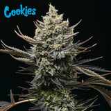 Cookies Seed Bank - Corn Syrup