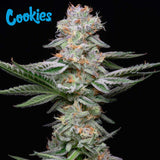 Cookies Seed Bank - Grapefruitz