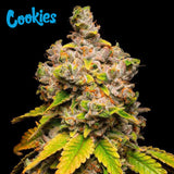 Cookies Seed Bank - Lemon Cherry Sherb