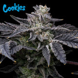 Cookies Seed Bank - Pink Runtz x Hollywood