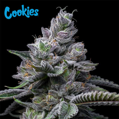 Cookies Seed Bank - RS11 x Hollywood