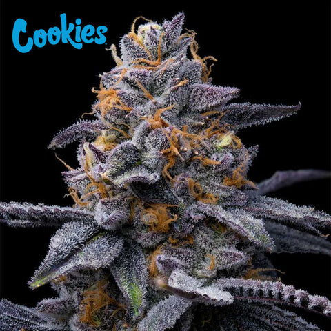 Cookies Seed Bank - Tropicana Cookies x Hollywood