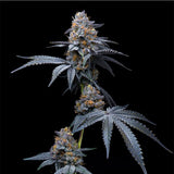 Cookies Seed Bank - Tropicana Cookies x Hollywood