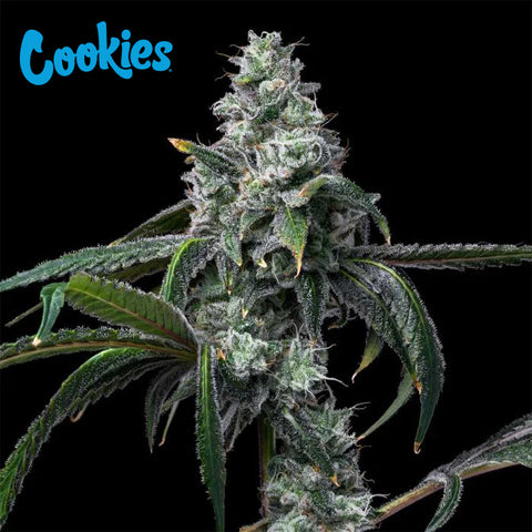 Cookies Seed Bank - UK Cheese x Hollywood