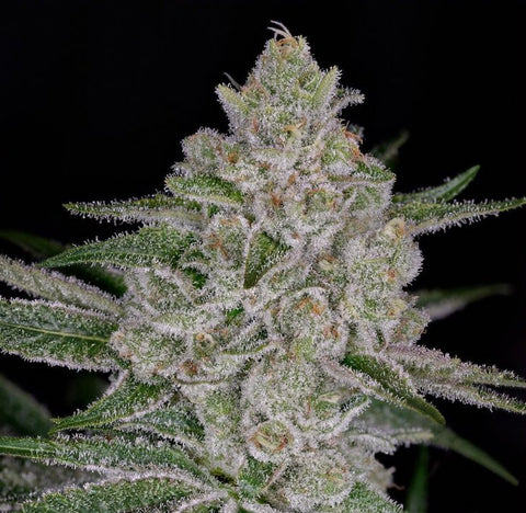 Green House Seeds - Shishka Lemonade