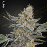 Green House Seeds - Super Lemon Haze x RS11