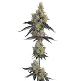 Grounded Genetics - Blue Chiesel 7pk + FREE Permanent Fresca 4pk
