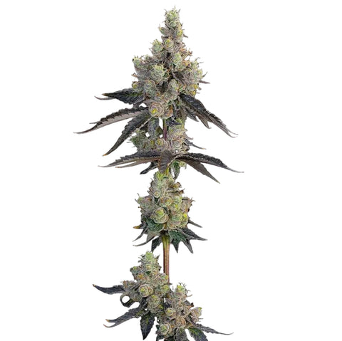 Grounded Genetics - Blue Chiesel 7pk + FREE Permanent Fresca 4pk