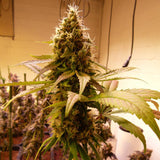 Karma Genetics - Where's My Bike v2 - Regular Seeds