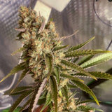 Karma Genetics - Where's My Bike v2 - Regular Seeds