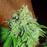 Karma Genetics - ZiZi Banana - Regular Seeds