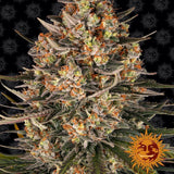 PRICE DROP!! Barneys Farm Seeds - Lemon Drizzle