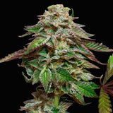 Paradise Seeds - Blue Gem