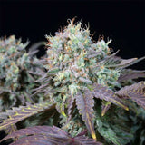 Paradise Seeds - Blue Gem