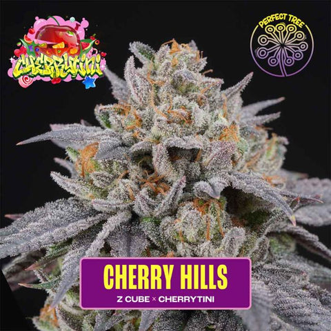 Perfect Tree - Cherry Hills + 3 x Free Frozini Seeds