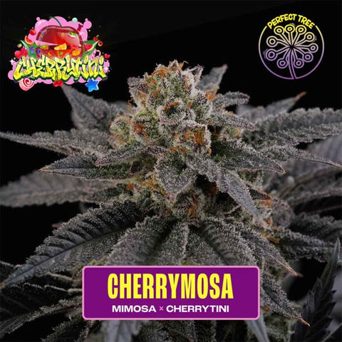 Perfect Tree - CherryMosa + 3 x Free Frozini Seeds