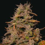 Pure Instinto - Forbidden Fruit Cake