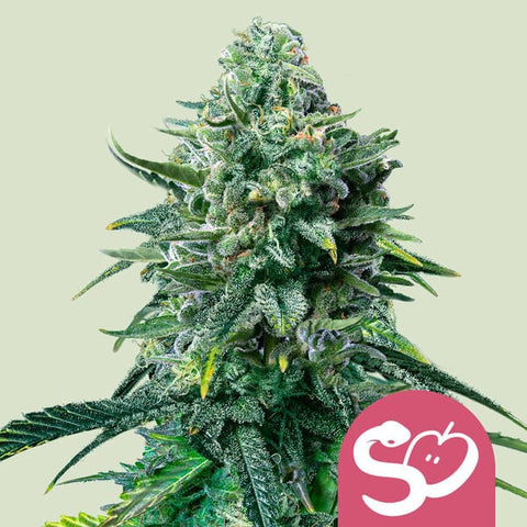 Royal Queen Seeds - Forbidden Fruit