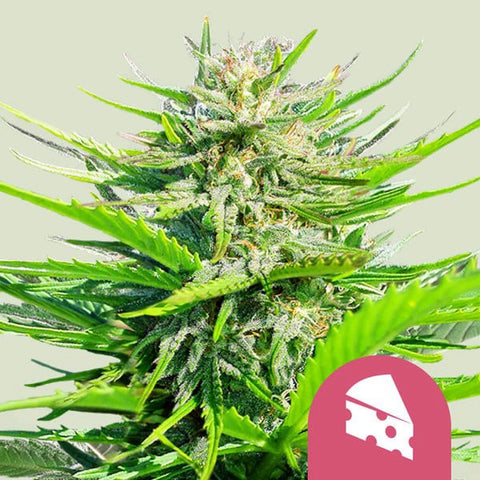 Royal Queen Seeds - Royal Cheese (Fast Flowering)