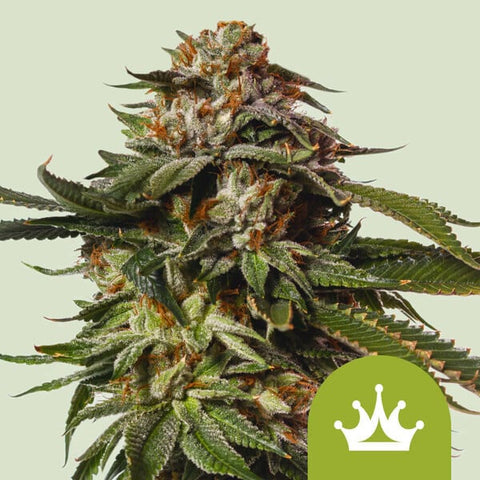 Royal Queen Seeds - Special Queen 1 Auto