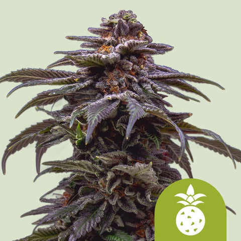 Royal Queen Seeds - Tropicana Cookies Purple Auto