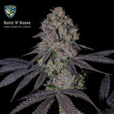 T.H. Seeds - Runtz and Roses