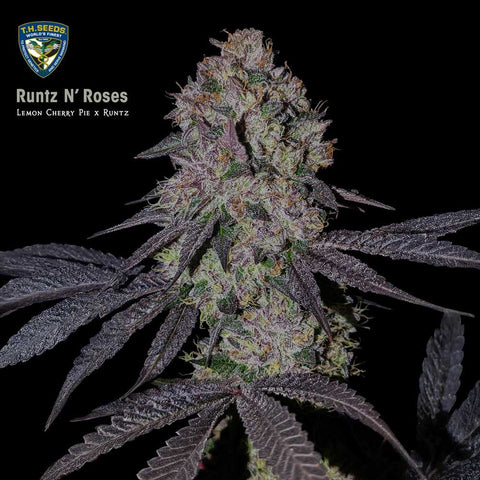 T.H. Seeds - Runtz and Roses