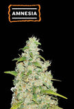 Seedstockers - Sativa Autoflowering Seed Mix